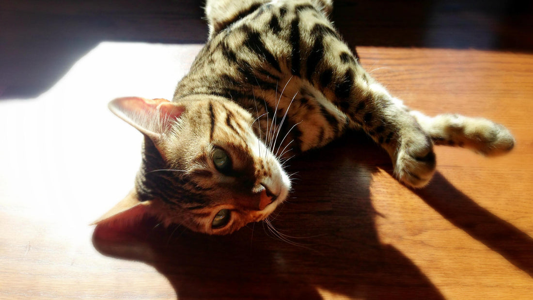 Beyond the Bowl: Nutrient Absorption in Pets