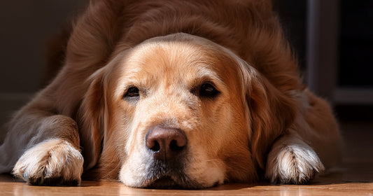 Why Nothing Works Long-Term: The Real Reason Your Pet's Gut Problems Keep Coming Back