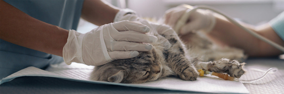Guide to Prevent Pet Digestive Issues