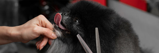 The Gut-Skin Connection: Your Pet's Path to a Radiant Coat