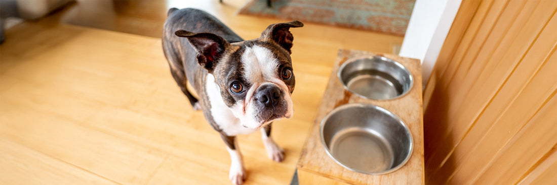 Starting New Supplements: A Guide to Smooth Pet Transitions