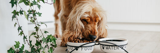 Understanding Your Pet's Complete Digestive Health Solution