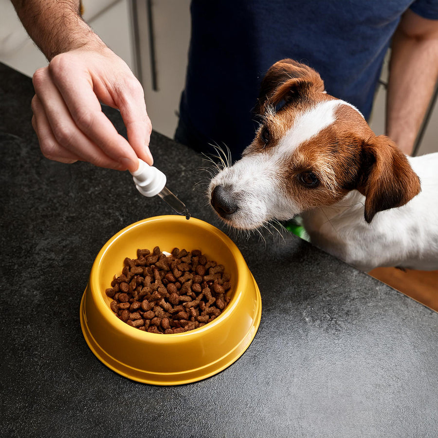 Jack Russell kitchen lifestyle shot